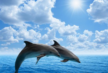 Delfinai